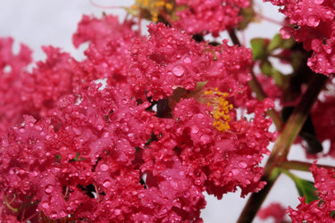 35 Dark PINK CREPE MYRTLE Lagerstroemia Indica Flowering Shrub Bush Small Tree Seeds